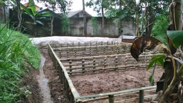 budidaya ikan lele kolam terpal