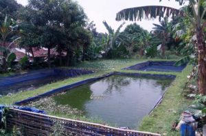budidaya ikan lele