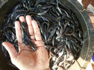 bibit lele ciledug