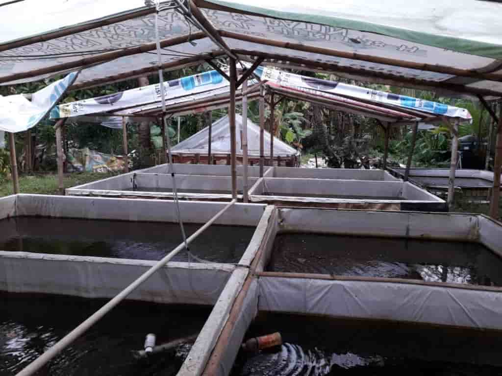 jual bibit lele